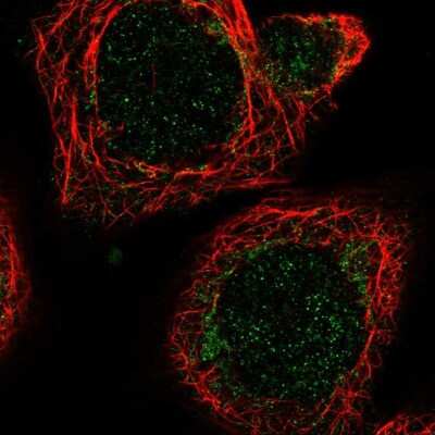 Immunocytochemistry/ Immunofluorescence: MRPL51 Antibody [NBP1-88567]