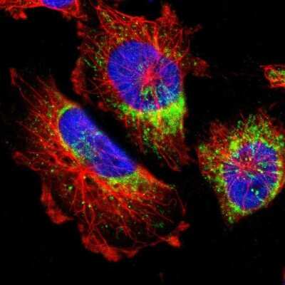 Immunocytochemistry/ Immunofluorescence: MRPL52 Antibody [NBP1-86094]