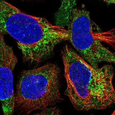 Immunocytochemistry/ Immunofluorescence: MRPL54 Antibody [NBP2-47368]