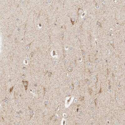 Immunohistochemistry-Paraffin: MRPL55 Antibody [NBP1-91042]