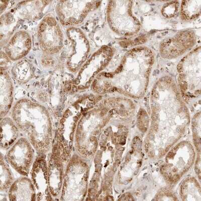 Immunohistochemistry-Paraffin: MRPL55 Antibody [NBP1-91042]