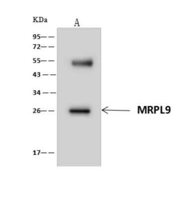Immunoprecipitation: MRPL9 Antibody [NBP3-06270]