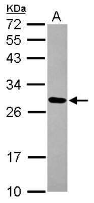 Western Blot: MRPL9 Antibody [NBP2-19408]