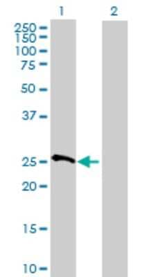 Western Blot: MRPS10 Antibody [H00055173-B01P]