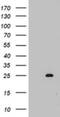 Western Blot: MRPS11 Antibody (OTI2E9) [NBP2-45937]