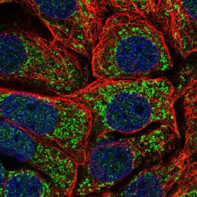 Immunocytochemistry/ Immunofluorescence: MRPS11 Antibody [NBP2-30823]