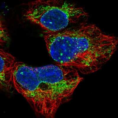 Immunocytochemistry/ Immunofluorescence: MRPS14 Antibody [NBP2-13622]