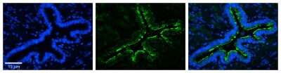 Immunohistochemistry-Paraffin: MRPS15 Antibody [NBP2-87830]
