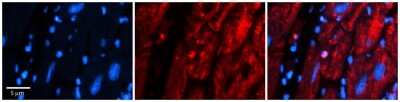 Immunohistochemistry-Paraffin: MRPS15 Antibody [NBP2-87831]