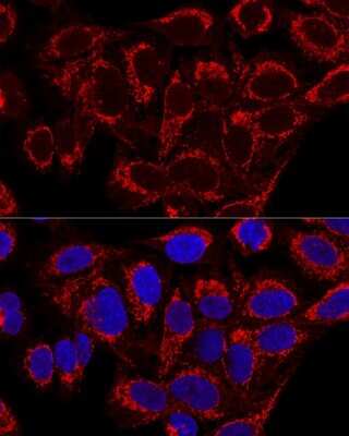 Immunocytochemistry/ Immunofluorescence: MRPS16 Antibody - BSA Free [NBP2-94082]