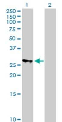 Western Blot: MRPS18B Antibody [H00028973-B02P]