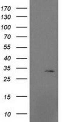 Western Blot: MRPS2 Antibody (OTI4D6)Azide and BSA Free [NBP2-72783]