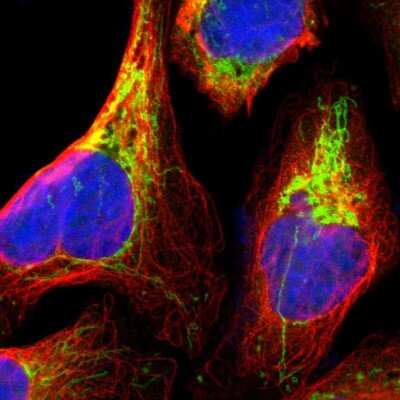 Immunocytochemistry/ Immunofluorescence: MRPS22 Antibody [NBP1-86787]