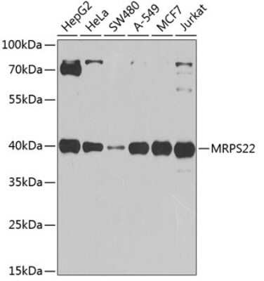 Western Blot: MRPS22 AntibodyBSA Free [NBP2-93132]