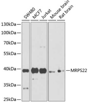 Western Blot: MRPS22 AntibodyBSA Free [NBP2-95137]
