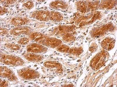 Immunohistochemistry-Paraffin: MRPS23 Antibody [NBP2-19412]