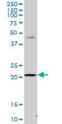 Western Blot: MRPS23 Antibody [H00051649-B01P]