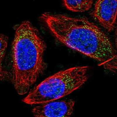 Immunocytochemistry/ Immunofluorescence: MRPS24 Antibody [NBP1-92140]