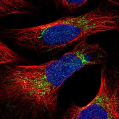 Immunocytochemistry/ Immunofluorescence: MRPS26 Antibody [NBP1-92141]