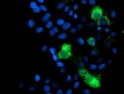 Immunofluorescence: MRPS27 Antibody (OTI6E5) [NBP2-45938]