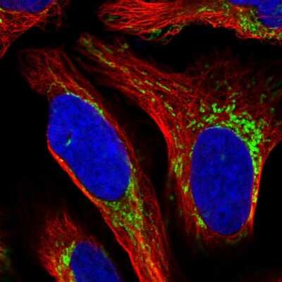 Immunocytochemistry/ Immunofluorescence: MRPS28 Antibody [NBP1-81685]