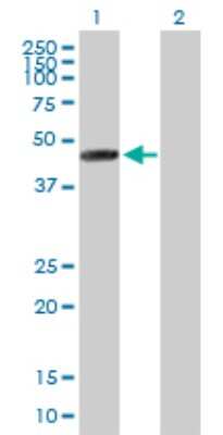 Western Blot: MRPS30 Antibody [H00010884-B01P]