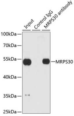 Western Blot: MRPS30 AntibodyBSA Free [NBP2-94408]