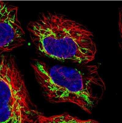 Immunocytochemistry/ Immunofluorescence: MRPS31 Antibody [NBP2-30923]