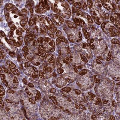 Immunohistochemistry-Paraffin: MRPS34 Antibody [NBP1-82729]