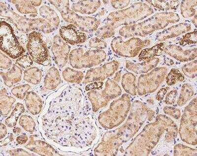 Immunohistochemistry-Paraffin: MRPS34 Antibody [NBP3-12672]