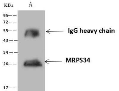 Immunoprecipitation: MRPS34 Antibody [NBP3-12672]