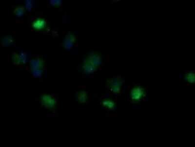 Immunocytochemistry/ Immunofluorescence: MRPS34 Antibody (OTI4H2) - Azide and BSA Free [NBP2-72788]
