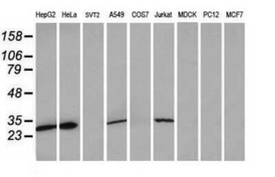 Western Blot: MRPS34 Antibody (OTI4H2)Azide and BSA Free [NBP2-72788]