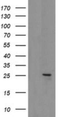 Western Blot: MRPS34 Antibody (OTI4H2) [NBP2-45432]