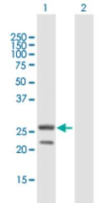 Western Blot: MRPS34 Antibody [H00065993-B01P]
