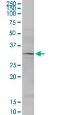 Western Blot: MRPS34 Antibody [H00065993-D02P]
