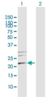 Western Blot: MRPS34 Antibody [H00065993-D02P]