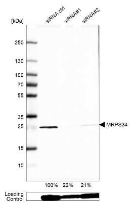 Western Blot: MRPS34 Antibody [NBP1-82729]