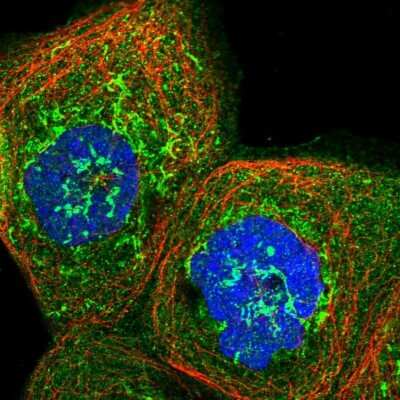 Immunocytochemistry/ Immunofluorescence: MRPS35 Antibody [NBP1-82786]