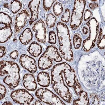 Immunohistochemistry-Paraffin: MRPS35 Antibody [NBP1-82786]