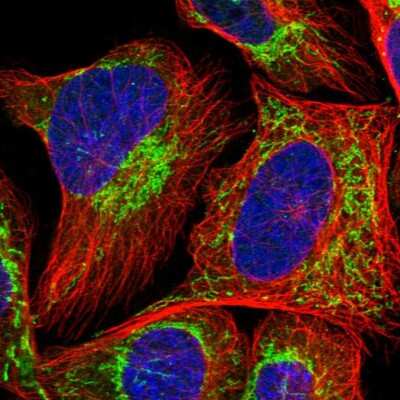 Immunocytochemistry/ Immunofluorescence: MRPS36 Antibody [NBP1-85286]