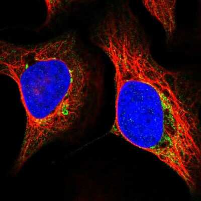 Immunocytochemistry/ Immunofluorescence: MRPS5 Antibody [NBP2-47367]