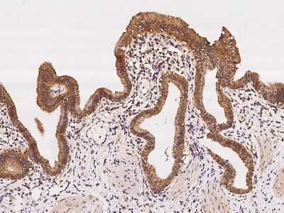 Immunohistochemistry-Paraffin: MRPS5 Antibody [NBP2-98525]