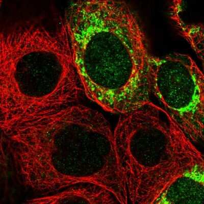 Immunocytochemistry/ Immunofluorescence: MRPS7 Antibody [NBP1-81029]