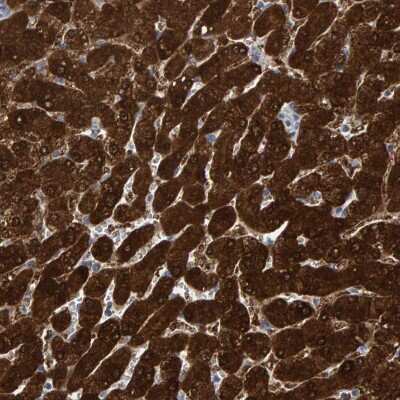 Immunohistochemistry-Paraffin: MRPS7 Antibody [NBP1-81029]