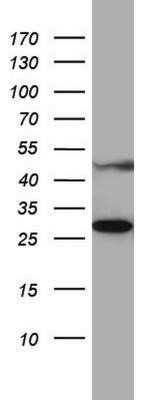 Western Blot: MRPS7 Antibody (OTI5E11)Azide and BSA Free [NBP2-72789]