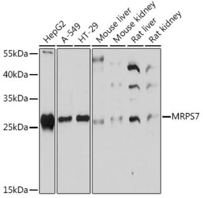 Western Blot: MRPS7 AntibodyAzide and BSA Free [NBP3-15524]