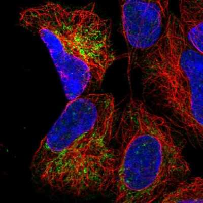 Immunocytochemistry/ Immunofluorescence: MRPS9 Antibody [NBP2-30429]