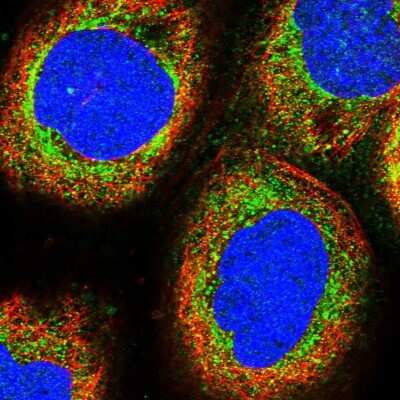 Immunocytochemistry/ Immunofluorescence: MRPS9 Antibody [NBP2-30501]
