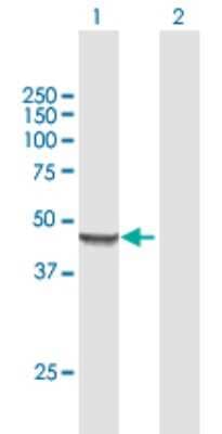 Western Blot: MRPS9 Antibody [H00064965-B01P]